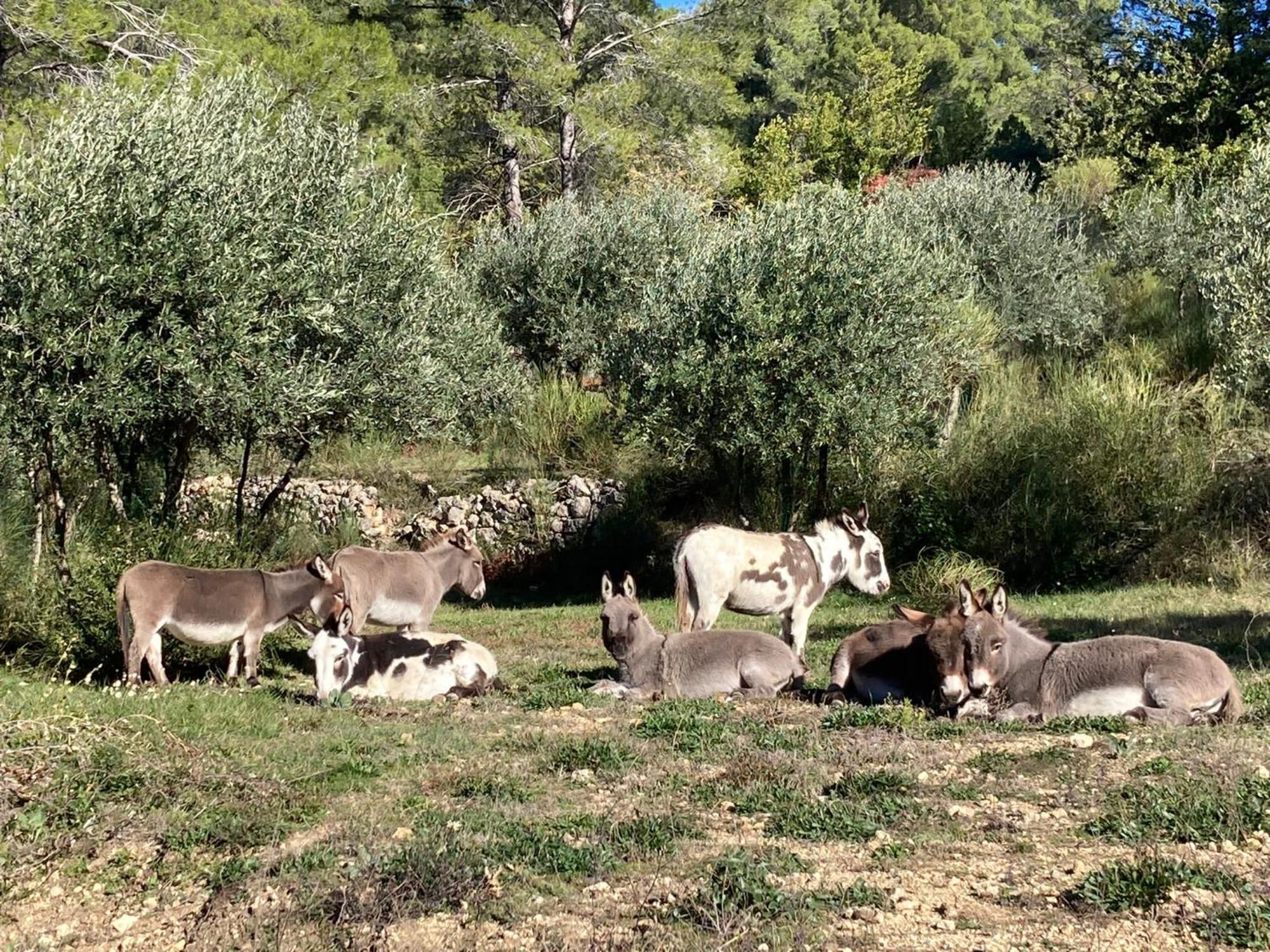 Les Genets Villa Fayence Exteriör bild