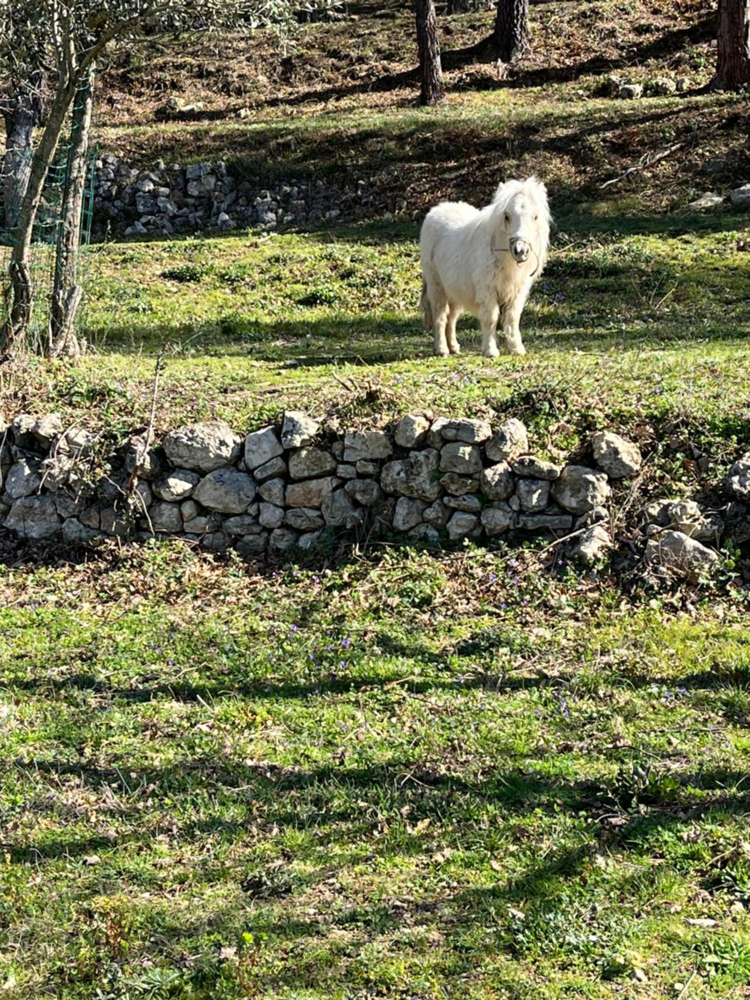 Les Genets Villa Fayence Exteriör bild